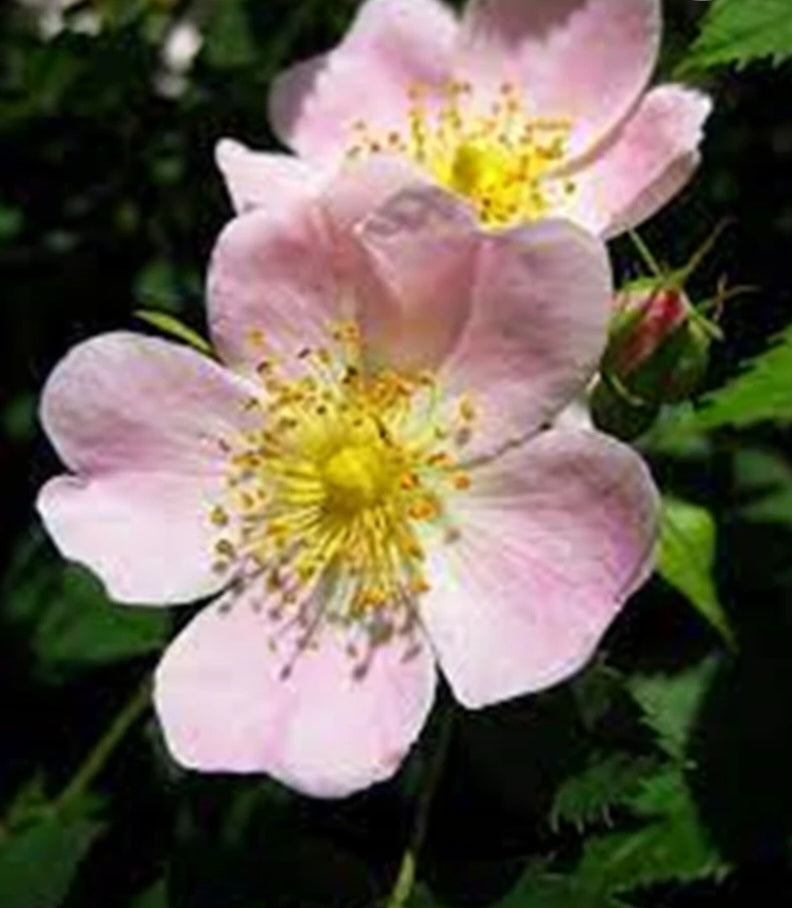 Jabón Artesanal con Aceite de Oliva: Rosa Mosqueta