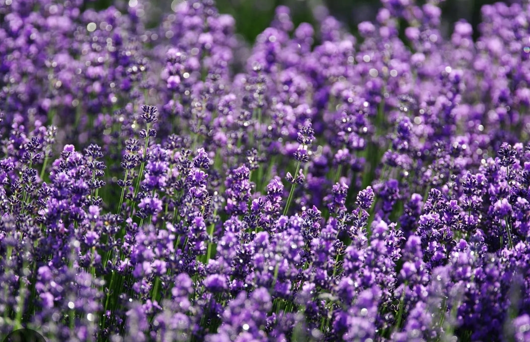 Jabón con Aceite de Oliva: Lavanda